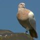 In this image made from video, “Joe” the racing pigeon sits on a rooftop on Wednesday, Jan. 13, 2021, in Melbourne, Australia.